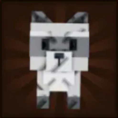 Raccoon