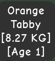 TITANIC ORANGE TABBY AGE 1 8.27KG