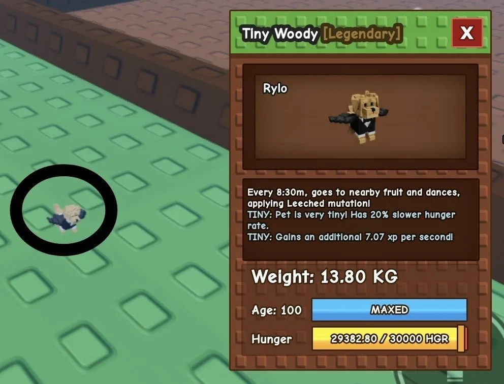 TINY Woody - 13.80 KG (Age 100)