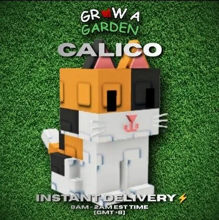 CALICO 60/61KG — Account account