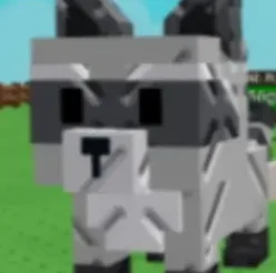Raccoon (Super) — Account account