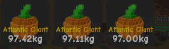 700M+ Big Fruit Leaves 97KG Atlantic Giant Pumpkin New World Fall Harvest