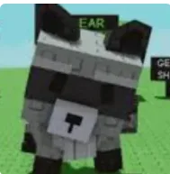 Raccoon