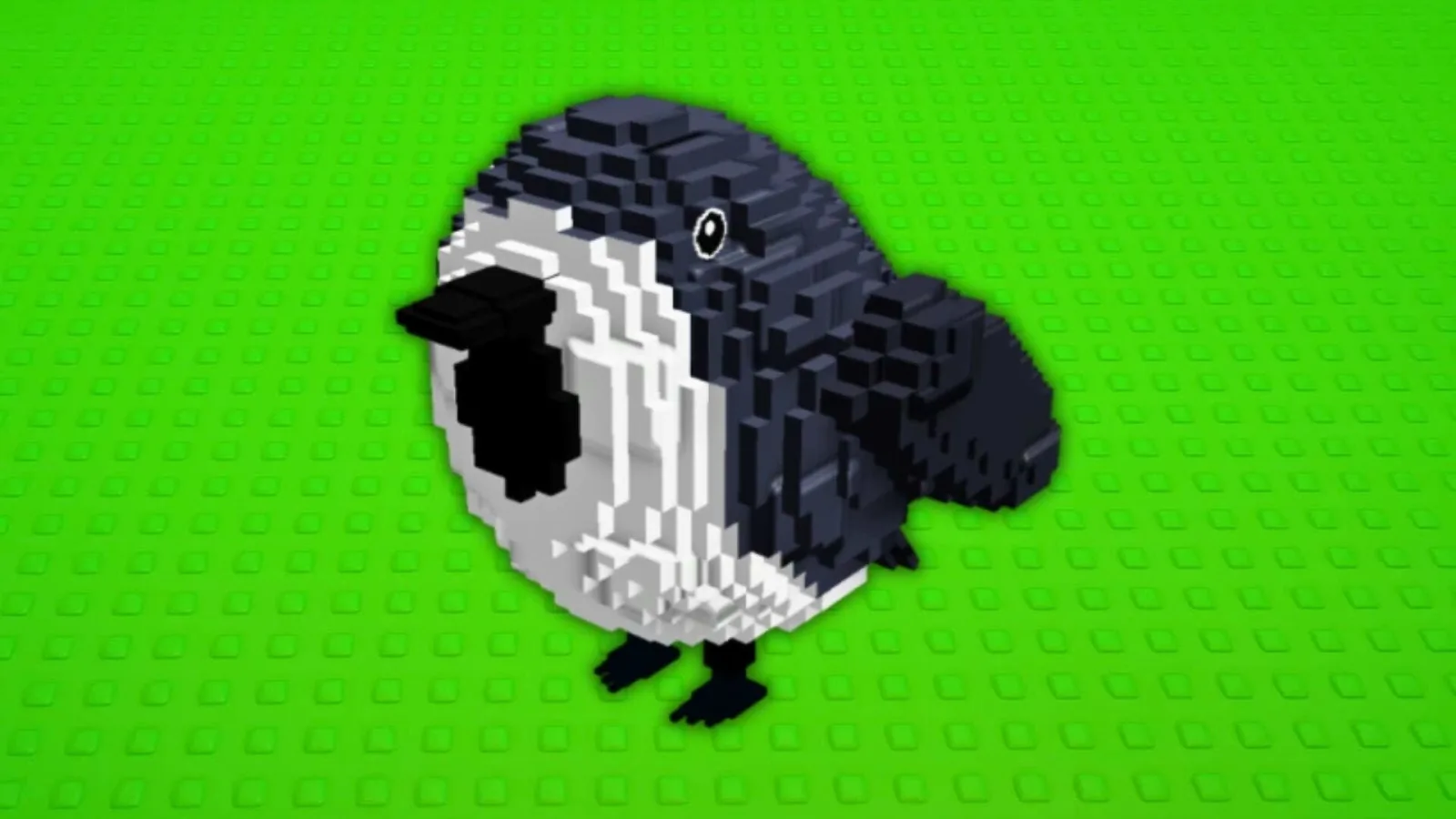Birb pet