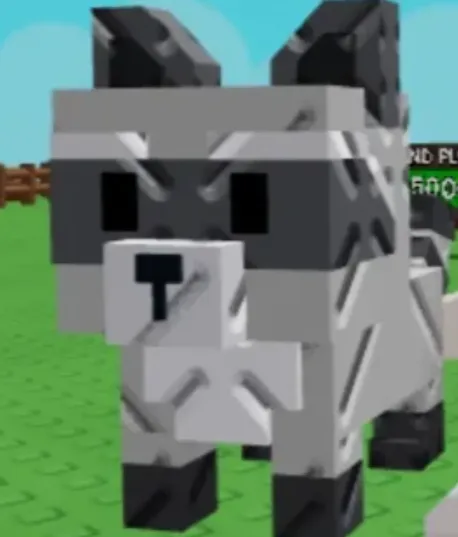 Raccoon (Super) — Account account