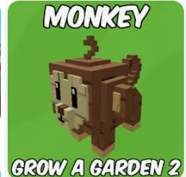 Monkey (Common)