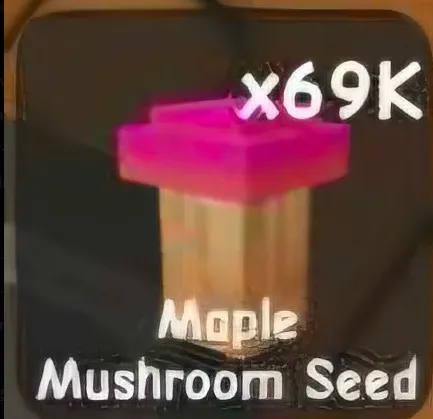 Maple Mushroom Seed