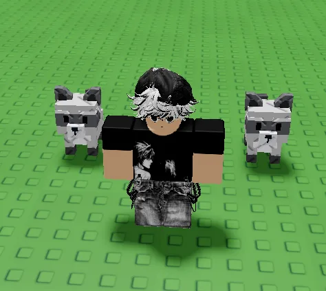 Raccoon (Super) — Account account
