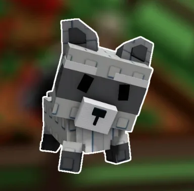 Racoon