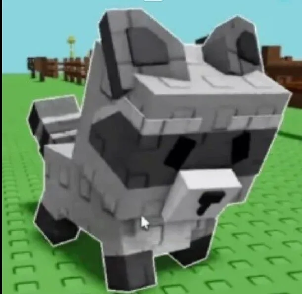 Raccoon 1KG+