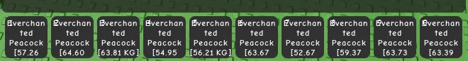 EVERCHANTED HUGE/TITAN PEACOCK 50-69KG