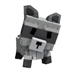 Raccoon