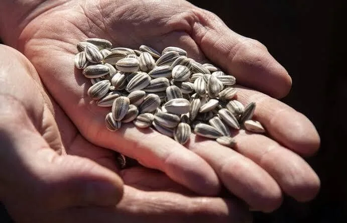 Seeds View Description