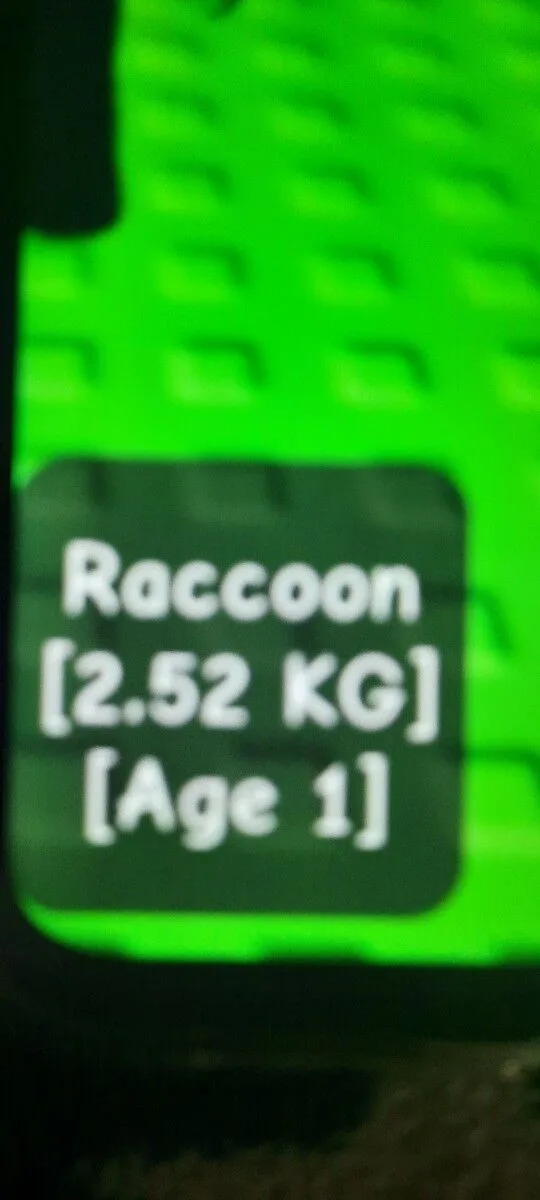 2.52 AGE 1 RACCON FOR JUST 3