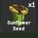 Sunflower Seed — Account account