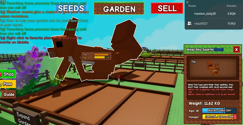 HUGE GIANT MEGA RED SQUIRREL (11.62KG 18 AGE) MEGA MUTATION // STILL GROWING // CLEAN // CHEAP