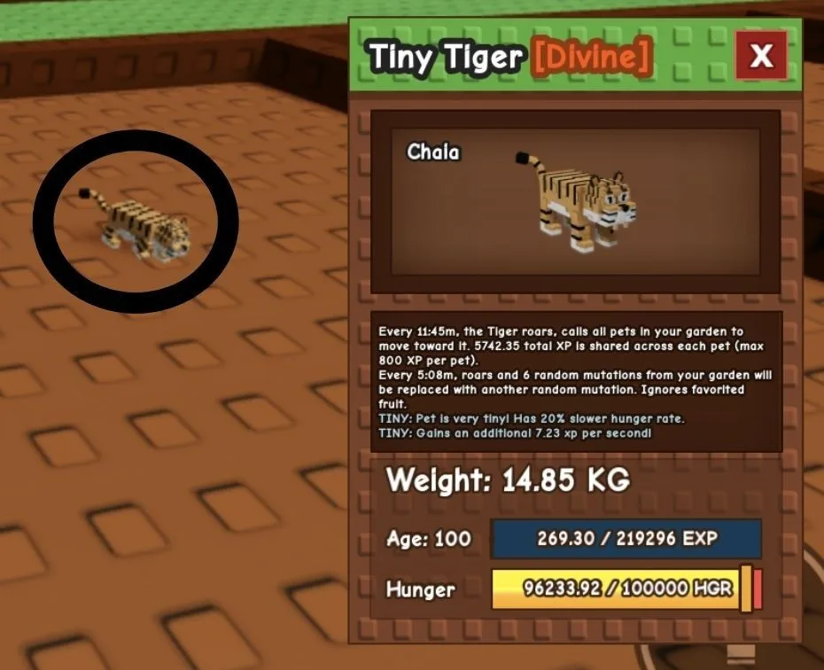 TINY Tiger - 14.85 KG (Age 100)