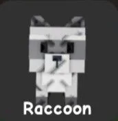 Raccoon