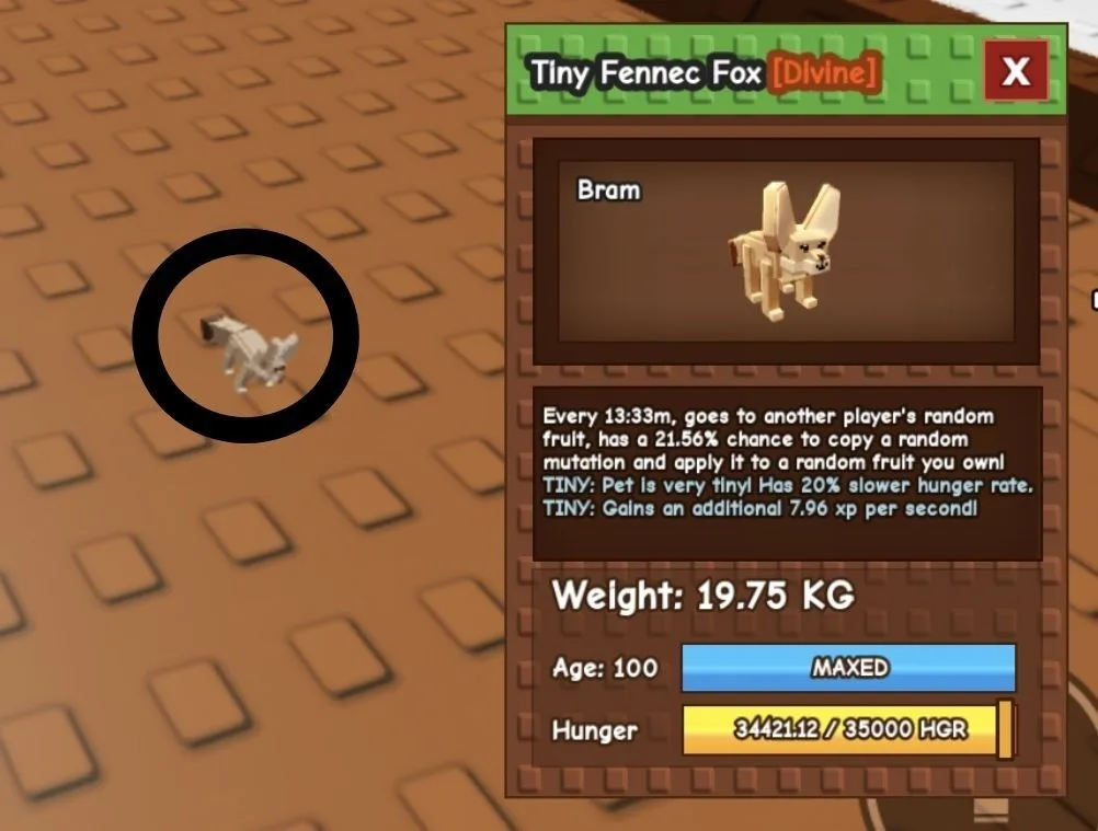 TINY Fennec Fox - 19.75 KG (Age 100)