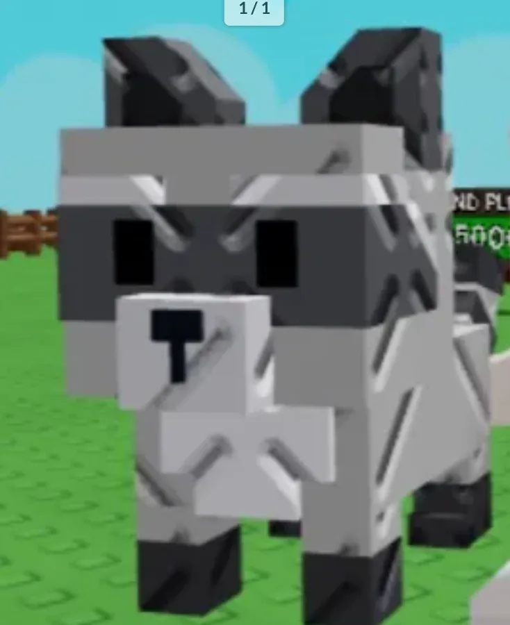 Raccoon (Super) — Account account