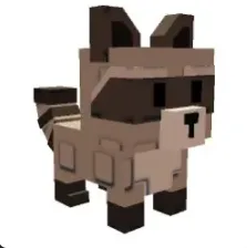 Raccoon