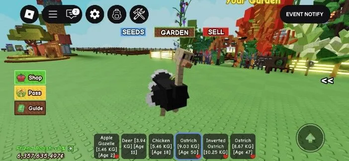 Ostrich 9.03kg age 50