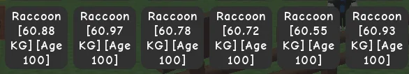 HUGE Raccoon 60kg +