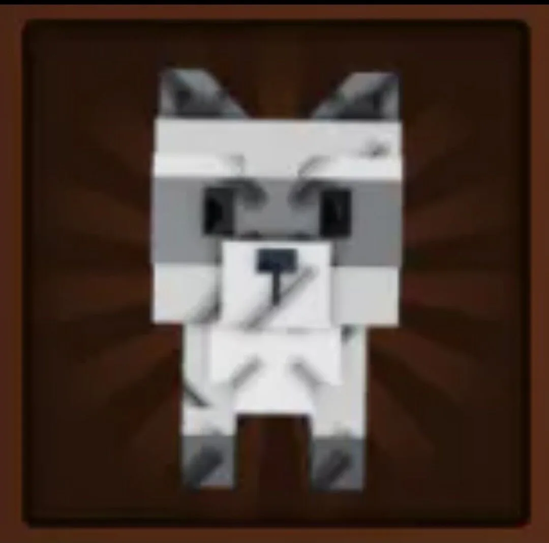 Raccoon (Super) — Account account