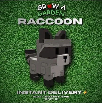RACCOON — Account account
