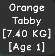 SEMI TITANIC ORANGE TABBY AGE 1 7.40KG