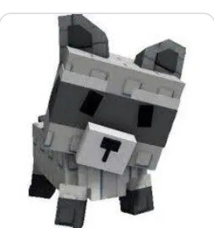 Raccoon (Super) — Account account