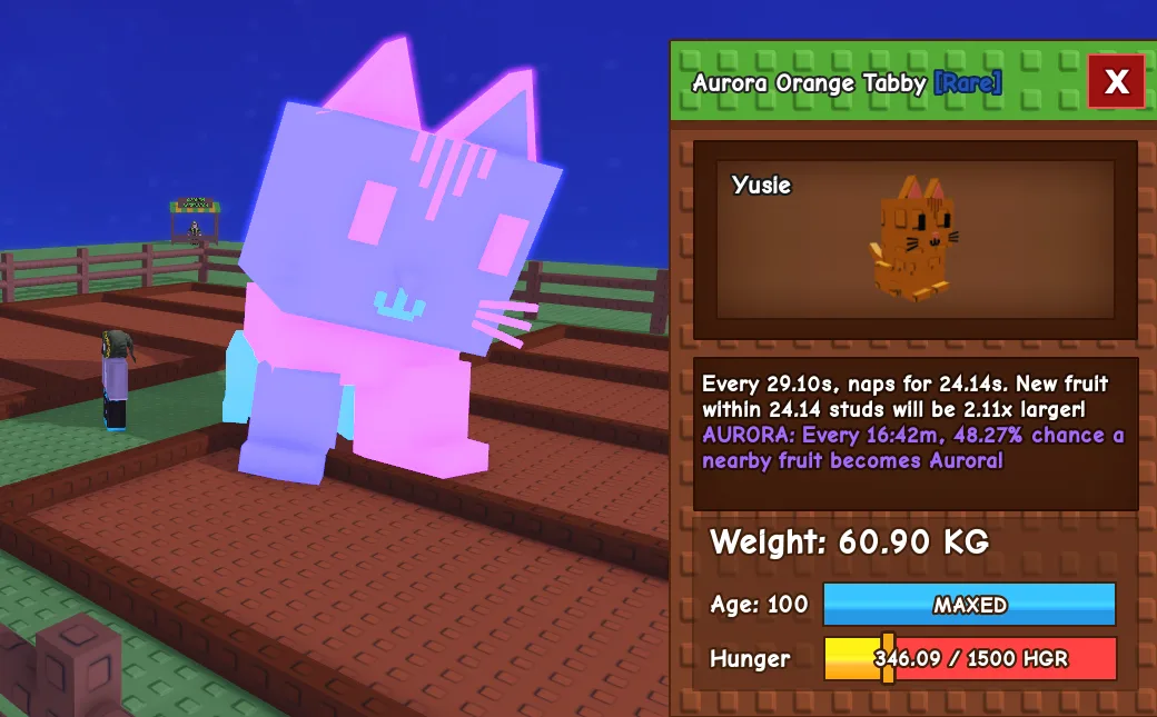 60kg+ Aurora Orange Tabby — Account account