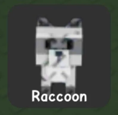Raccoon — Account account