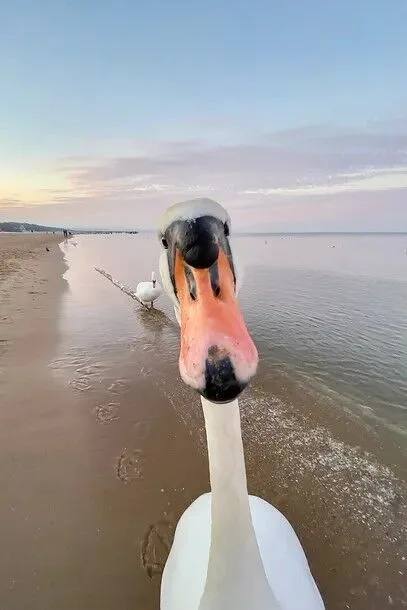 Swan