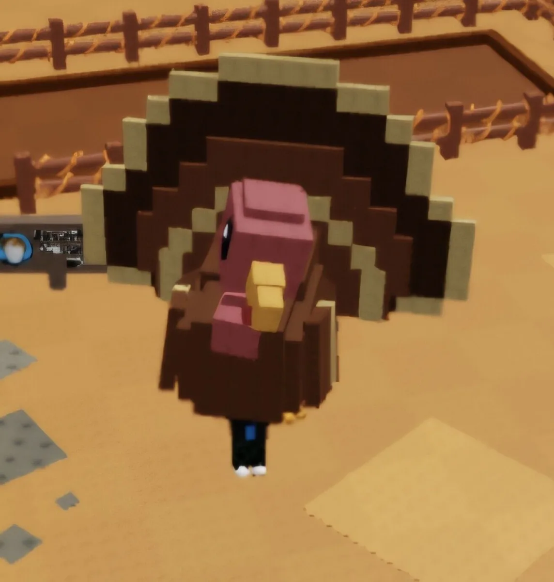 Turkey (Common)