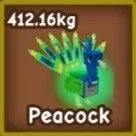 400KG+ Peacock Age 500