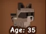 raccoon — Account account