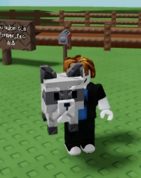 Raccoon (Super)