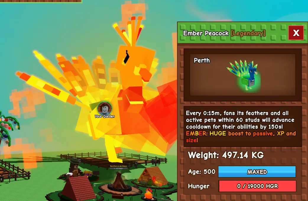 497.14kg Godly Ember Peacock