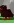 Tiny Blood Kiwi Fast & secure Instant in-game delivery Trusted 100 Grow a Garden