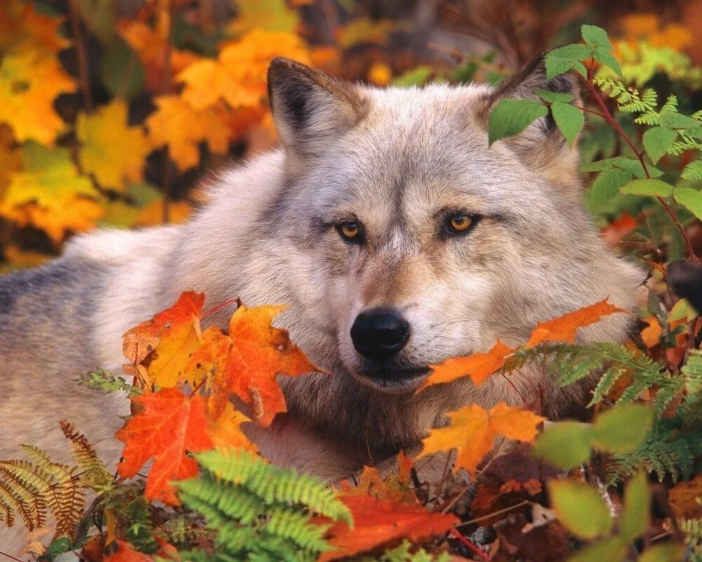 Wolf